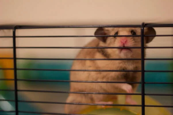 Controversies Surrounding Hamster Battles